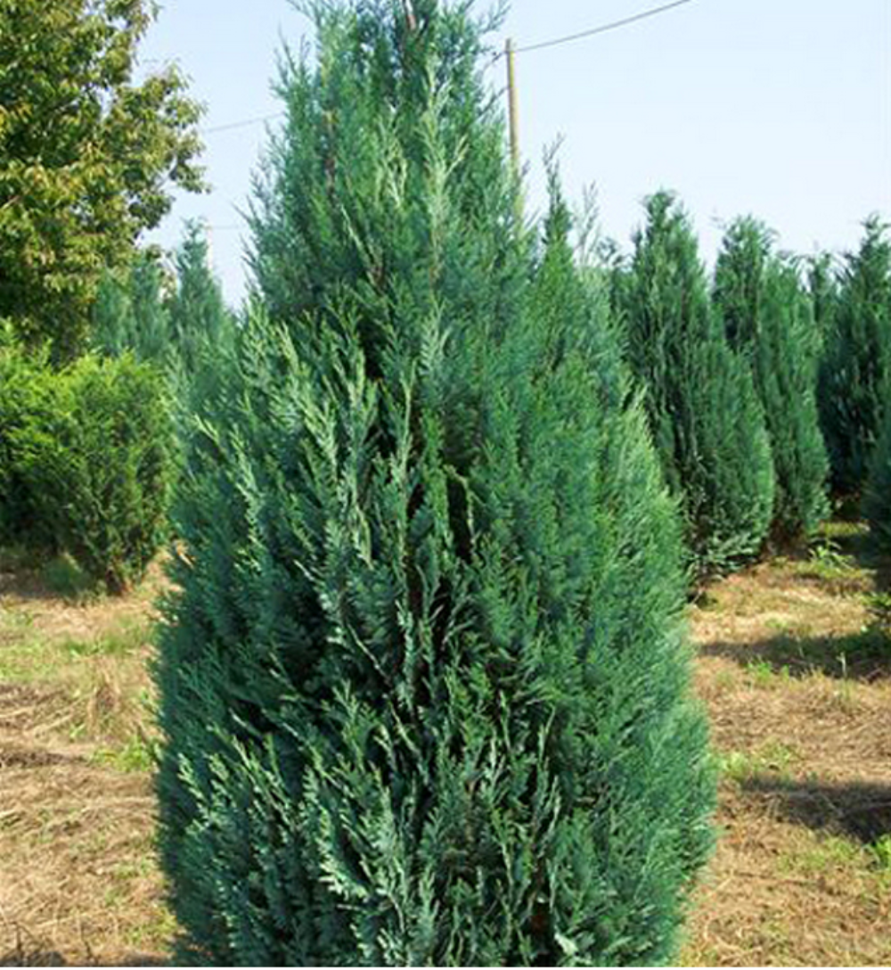 Prichádza jar a s ňou aj peľové alergie