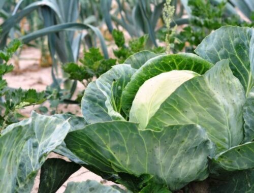 Najlepšia spoločnosť pre kapustu. Hlávka bude veľká a zdravá a nebude napadnutá škodcami