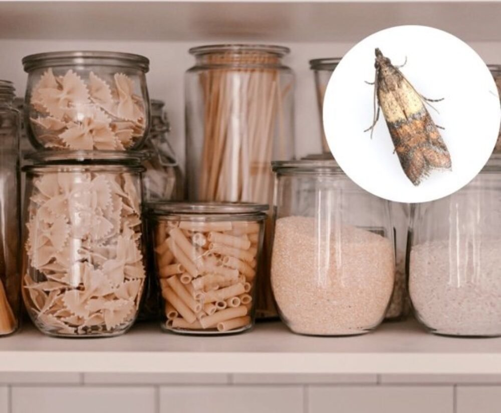 Produkt za pár centov úplne odstráni mole z vášho domova. Môžete si ho kúpiť v každom obchode