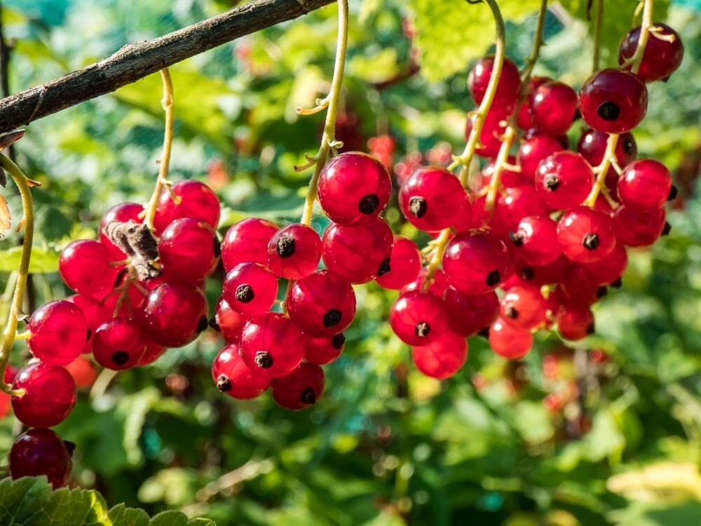 Výborne hnojí ríbezľové kríky. Vo väčšine domácností končí v odpadkovom koši