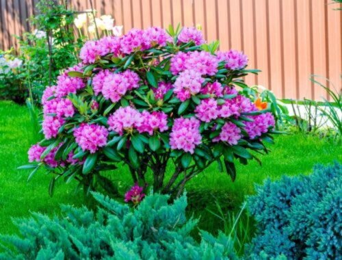 Rododendrony chradnú pred očami? Vyrobte si domáci kondicionér z odpadu. V okamihu ich postaví na nohy