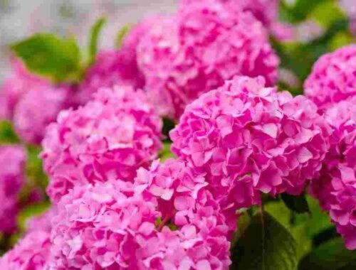 Ako zmeniť farbu hortenzie? Tento domáci trik je jednoduchší, než si myslíte