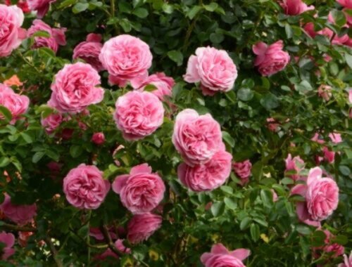 Záhradníci varujú: ak zanedbáte jednu úlohu, ruže sa „výrazne poškodia“