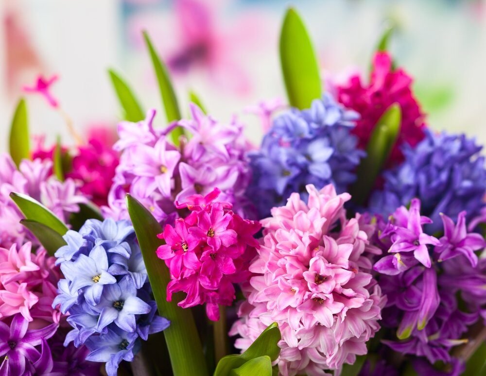 Hyacinty majú tiež svoje obdobie slávy. A ako sa o ne staráť po odkvitnutí? Odporúčame