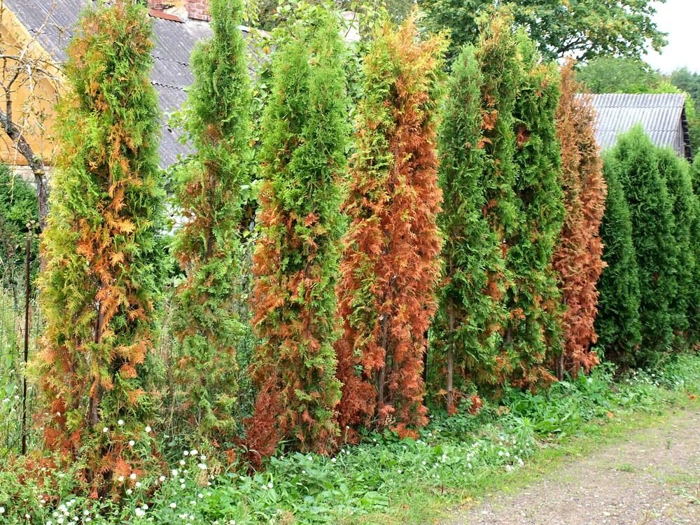 Čo máte robiť, keď vaše tuje zhnednú? Jednoducho. Pridajte do vody a nastriekajte na tuje. V okamihu sa zazelenajú