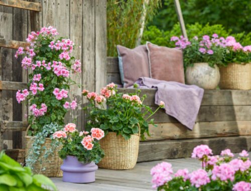 Podpora predaja s Pelargonium for Europe