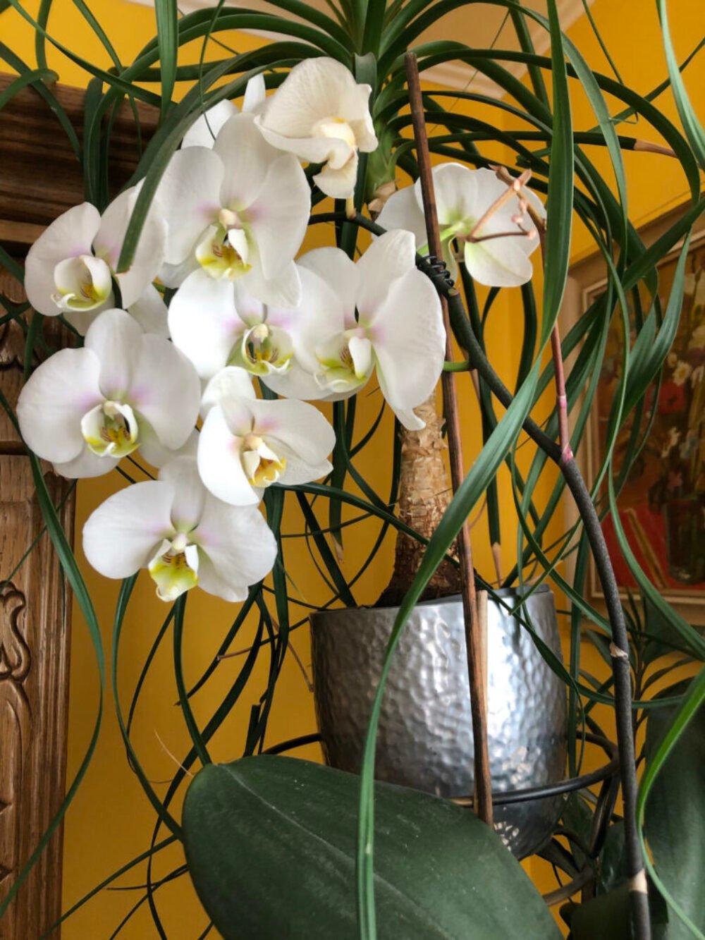 Takto stimulujete svoju orchideu, aby kvitla. Pridajte lyžičku do kvetináča a nové púčiky vyskočia ako huby po daždi