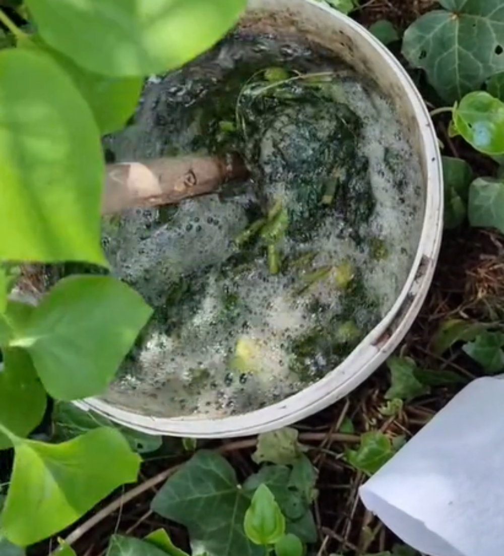 Žihľavové hnojivo. Ako vyrobiť hnojivo krok za krokom? Zalievajte ním zeleninu a bude zdravá a prosperujúca