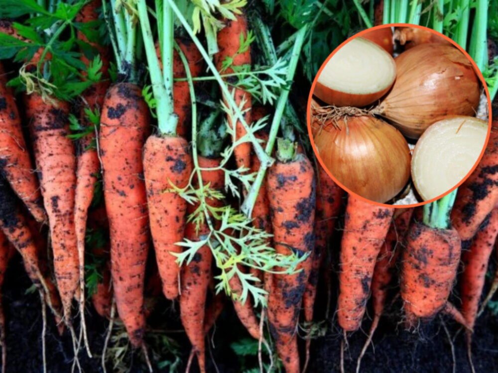 Zalejte tým mrkvu. Neminiete ani cent a vypestujete viac ako vaši susedia Zalejte tým mrkvu. Neminiete ani cent a vypestujete viac ako vaši susedia