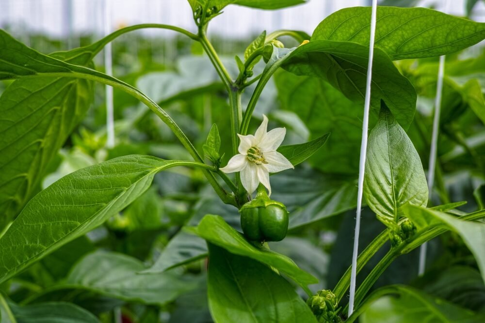 Kvety papriky – odtrhnúť či nie? Čo robiť, keď paprika rýchlo kvitne