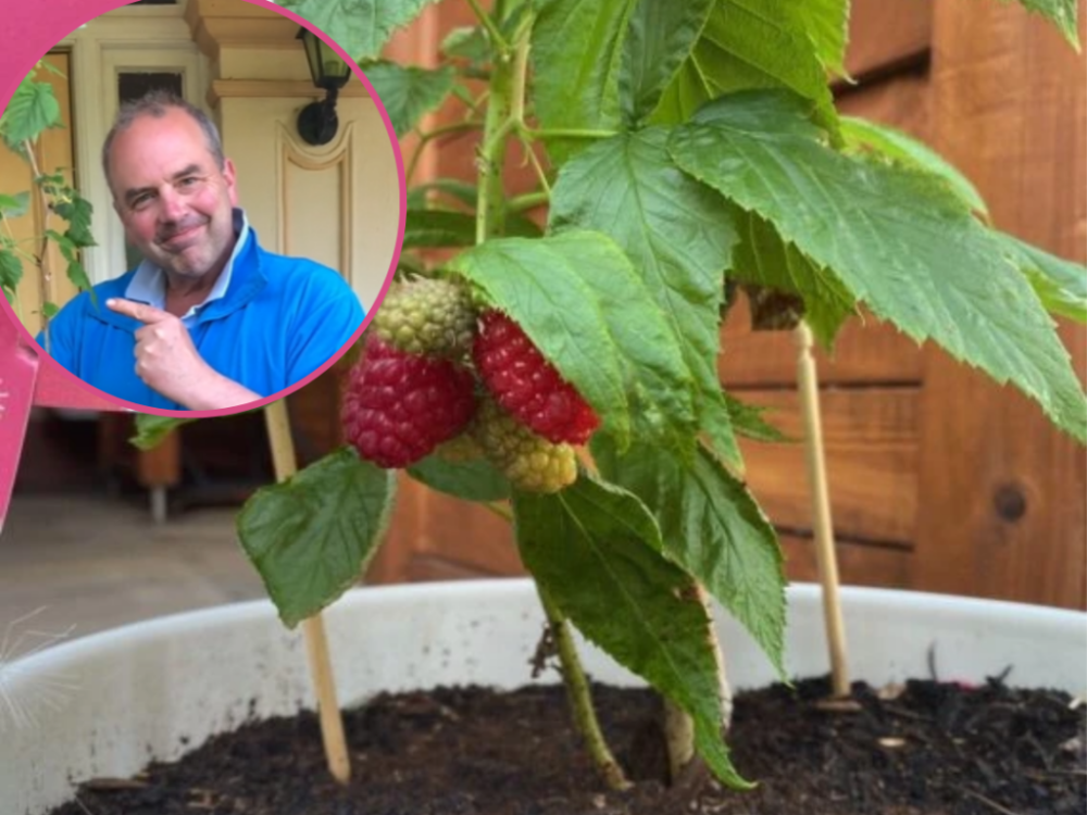 Záhradkár ukázal, ako si doma vypestovať maliny. Vezmite krabičku a papierovú utierku. „epické“