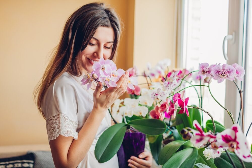 To spôsobí, že orchidea rozkvitne. Stačí malá pozornosť a váš parapet sa zmení na more kvetov