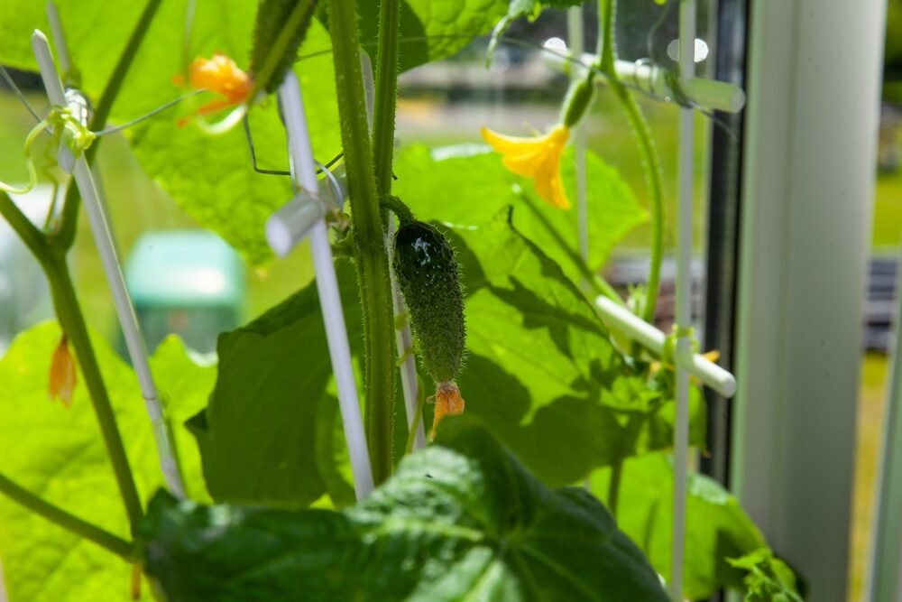 Vďaka tejto zmesi budú vaše uhorky šťavnaté a úroda bohatá. Za všetky ingrediencie zaplatíte len 3 eurá