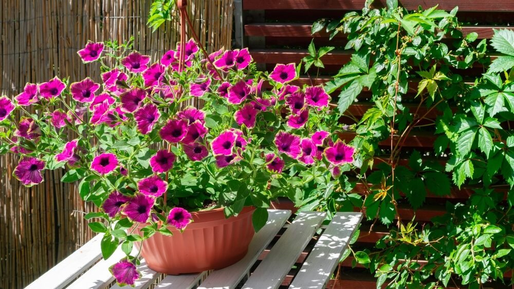 Je to ideálna rastlina na balkón. Petúnia Supertunia Vista Mini Vista ho zaplaví morom kvetov