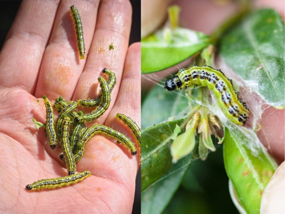 Osvedčená metóda, ako sa vysporiadať s vijačkou krušpánovou. Stačí vám lacný produkt z vašej kuchyne
