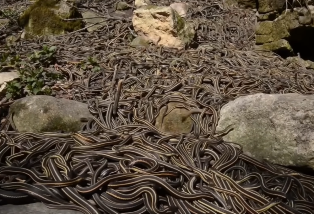 Toto je najnebezpečnejší ostrov na svete. Nežije tam nič okrem smrteľných plazov