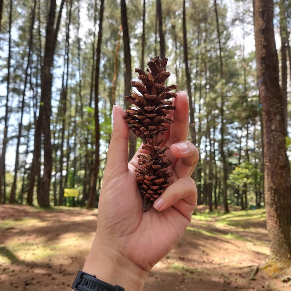 Zelenina nerastie dobre? Utekajte do lesa a prineste späť nejaké šišky. Nebudete potrebovať hnojivá z obchodu