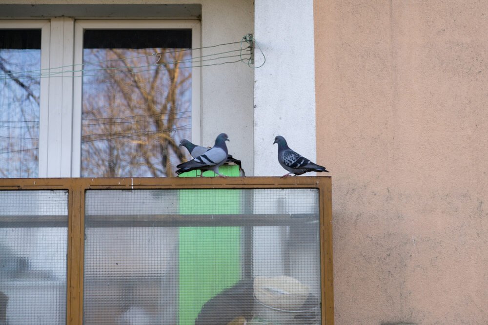 Zabudnite na alobal. Máme niečo oveľa lepšie. Holuby sa toho boja ako mor