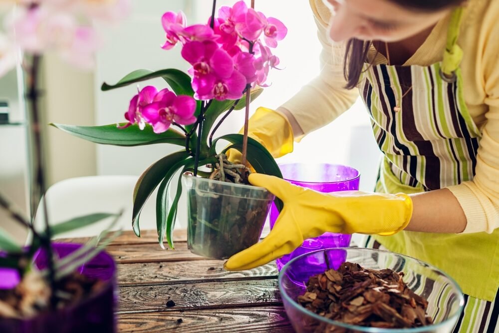 Urobte to skôr, ako začnete orchideu presádzať. Bude kvitnúť, akoby sa chcela chytiť stropu