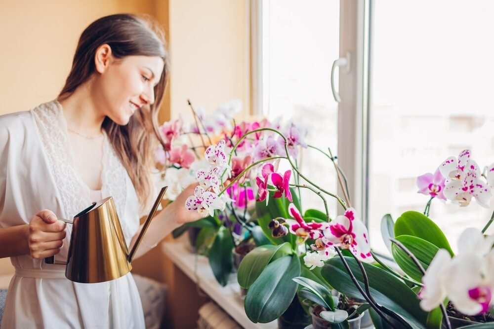 Ako často zalievať orchidey? Stačí jedna chyba a kvety budú preč