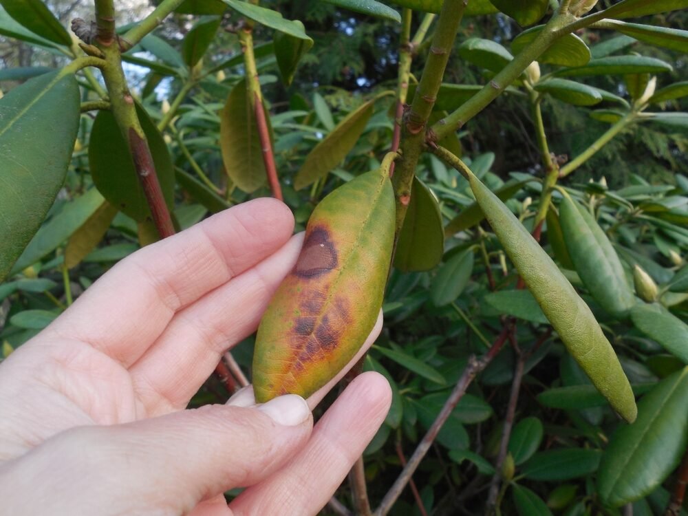 Rododendron chradne, žltne a vädne? Pravdepodobne robíte chybu. Práve to spôsobuje, že kríky opadávajú ako muchy