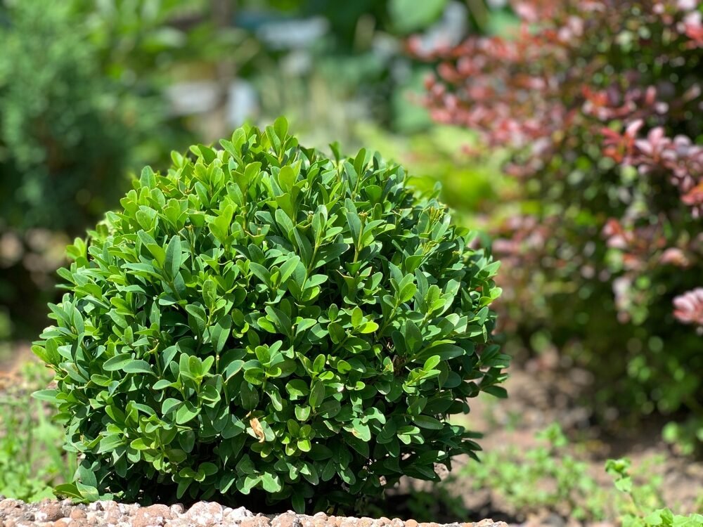Domáci posilňovač pre buxus. Bude pekne rásť a poteší vás svojim vzhľadom