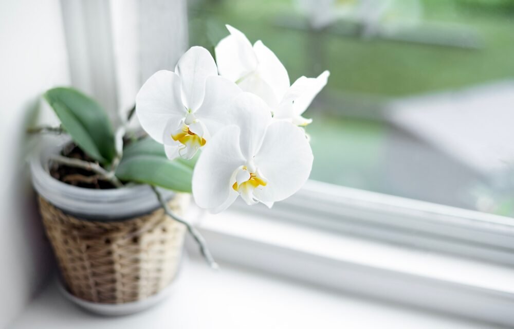 Kávová usadenina pre orchidey. Odborníci varujú, že môžete zničiť rastlinu