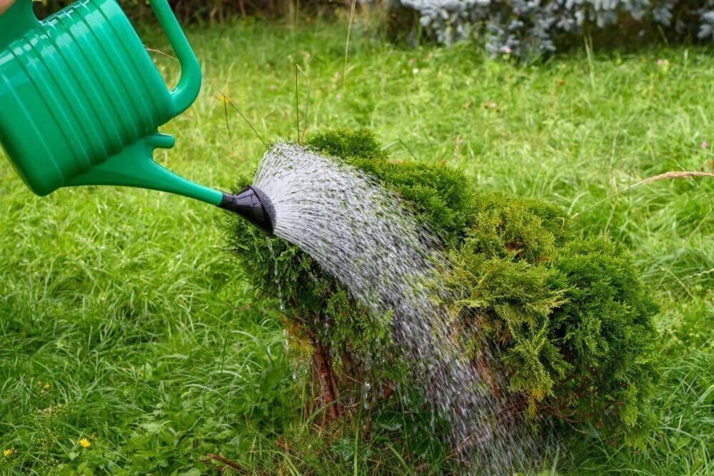 Zalejte polievkovú lyžicu vodou a podlejte tým tuje. Skôr než sa nazdáte, vyrastú a budú sviežo zelené