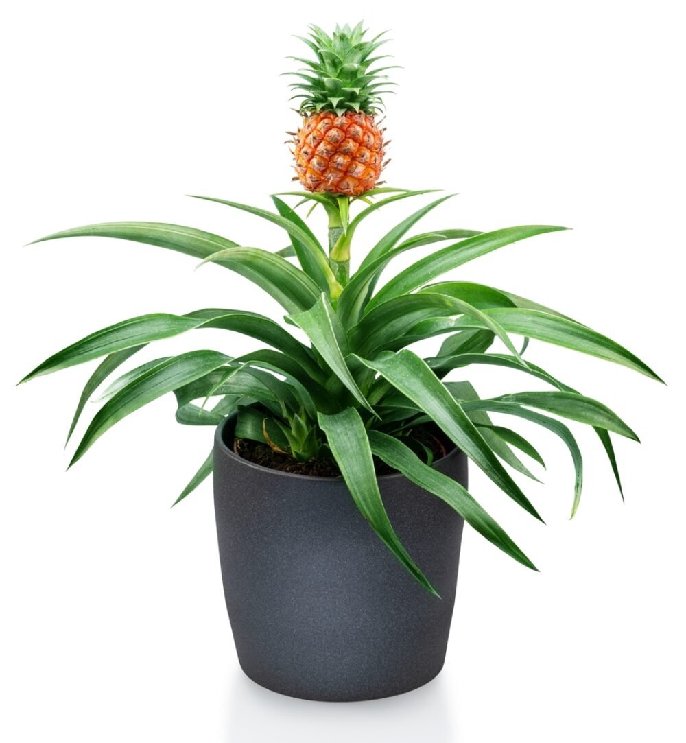 Ako pestovať ananás doma – sprievodca krok za krokom. Za ako dlho budú plody?