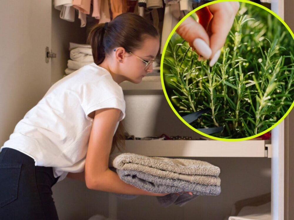 Vložte si do skrine vetvičku a zbavíte sa problému. Domáca metóda pre každý rozpočet