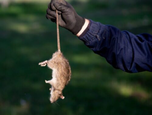 Prešov spustil tretiu fázu deratizácie, obyvateľov vyzýva na zvýšenú obozretnosť