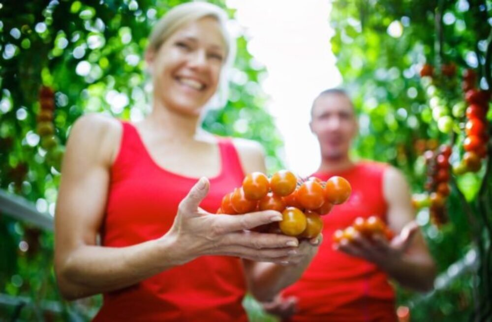 34453_obrazok-whatsapp-2024-07-30-o-09.35.32_0817a61c-640x420.jpg Slovenské paradajky: Čerstvosť priamo od pestovateľov na váš stôl