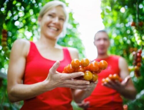 Slovenské paradajky: Čerstvosť priamo od pestovateľov na váš stôl