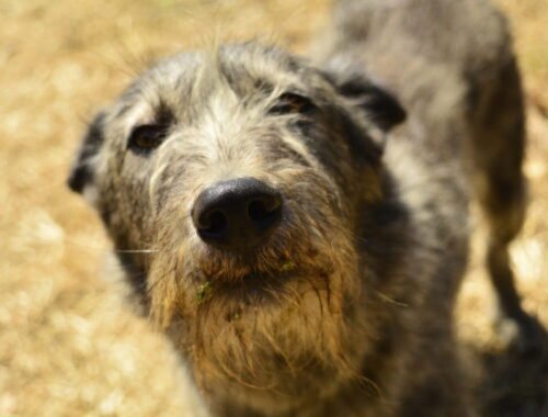 V Turecku schválili zákon o odstránení miliónov túlavých psov