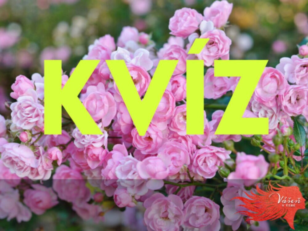 Na tento kvíz budete potrebovať bystré oko. Identifikujte všetky kvety na fotkách a získajte 11/11