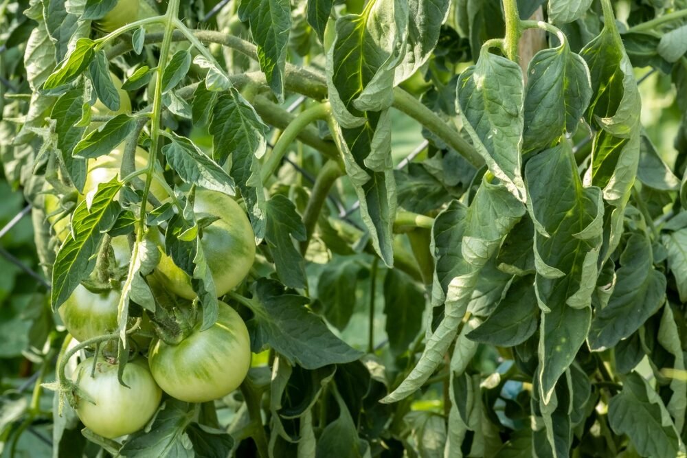 Listy paradajok sa krútia a vädnú? Záhradkár navrhuje, čo treba urobiť