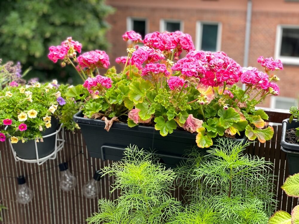 Nielen levanduľa. Tieto rastliny odplašia komáre z vášho balkóna