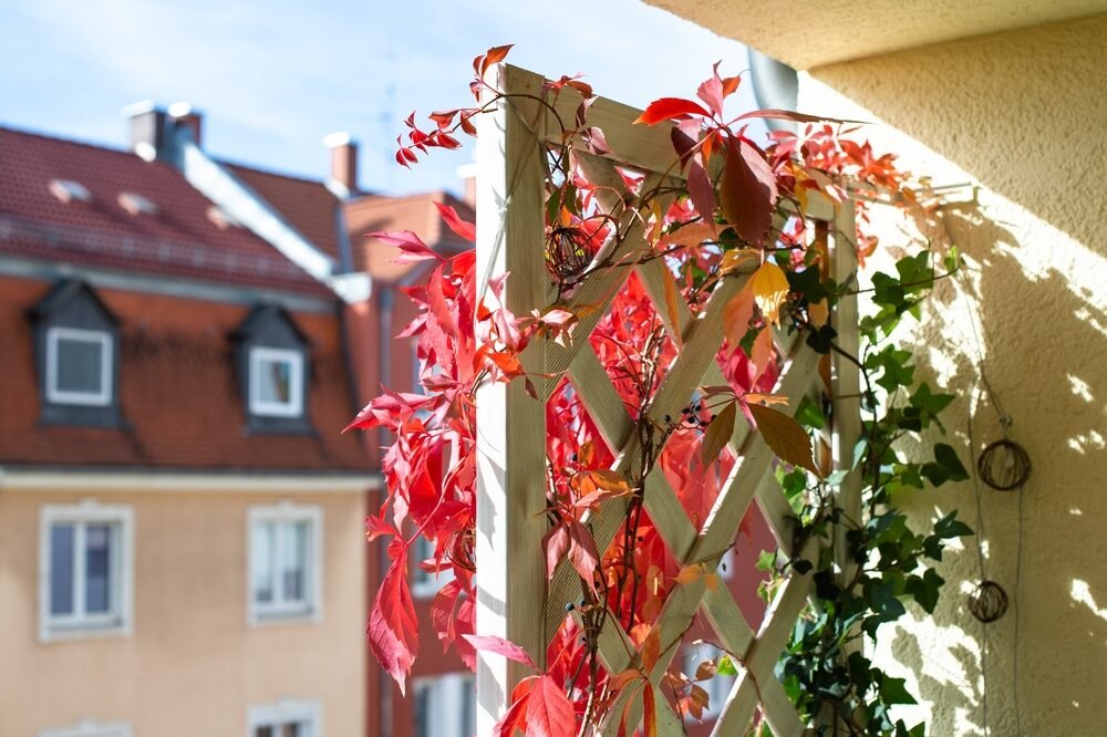 Tu je 5 najkrajších popínavých rastlín na balkón. Zasaďte a užívajte si záves plný kvetov