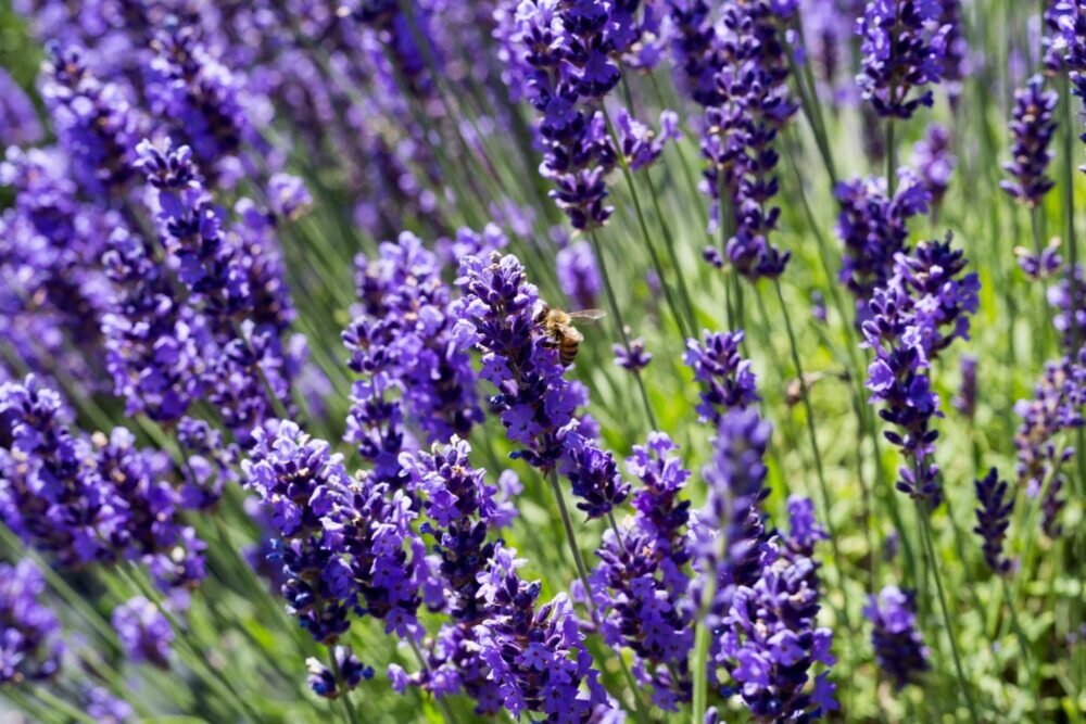 Najlepší čas na tento úkon. Záhrada bude plná levanduľových kvetov!