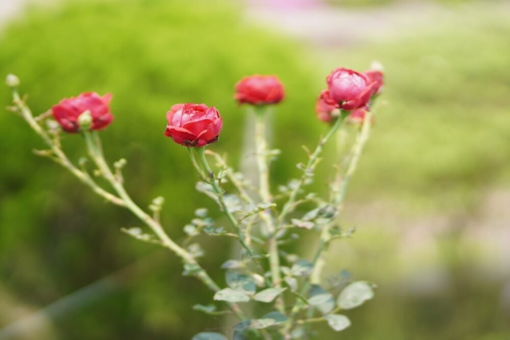 Ruže nechcú kvitnúť? Za všetko môže sused. To ma roky učila moja babička Ruže nechcú kvitnúť? Za všetko môže sused. To ma roky učila moja babička