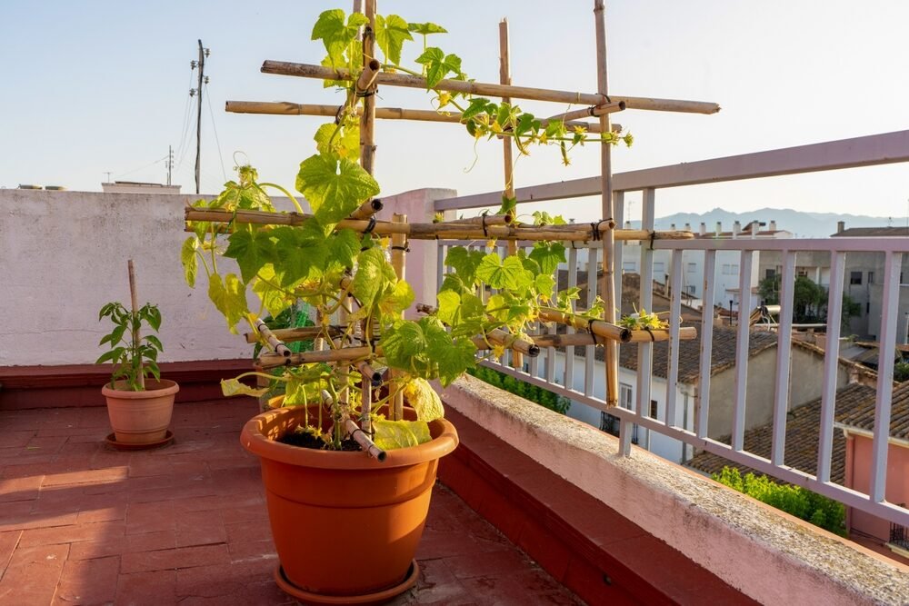 Pestujete uhorky na balkóne? Vďaka tomu budete mať úrodu bohatú ako v záhrade