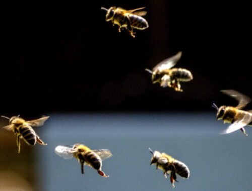 Pod horou Zvir v Litmanovej postavili apidomček, meno mu vytvorila umelá inteligencia