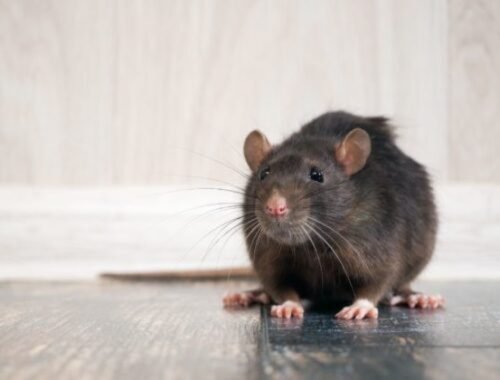 RÚVZ v Košiciach avizuje celoplošnú jesennú deratizáciu, situácia s premnoženými hlodavcami je kritická