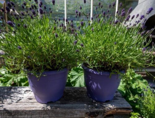 Chcete, aby vaša levanduľa na balkóne kvitla dlhšie? Vyskúšajte tieto metódy