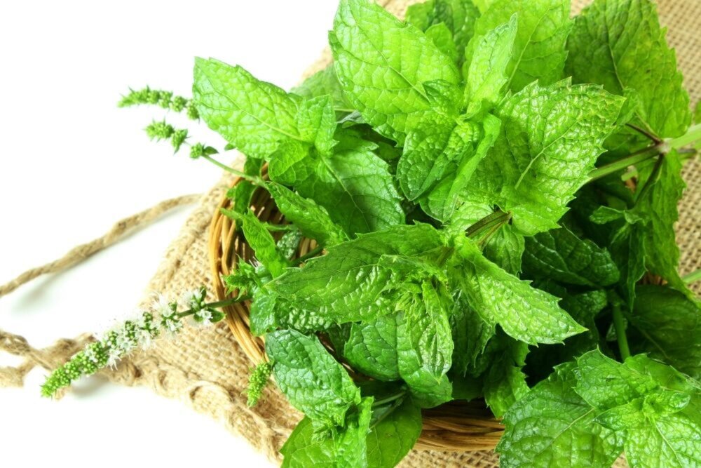 Snažíte sa schladiť? Vyskúšajte trik s mätou