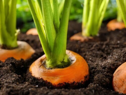 Prečo je mrkva zhora zelená? Môžete jesť zelenú časť koreňa?