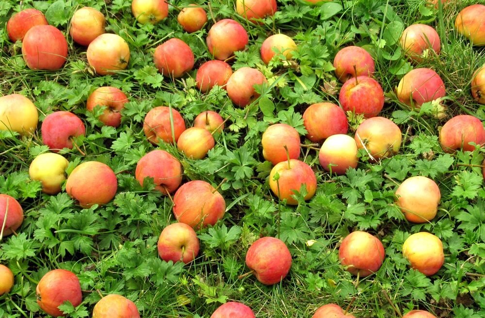 Čo robiť s opadanými jablkami? Použite ich na hnojivo pre ríbezle, maliny, egreše a hortenzie