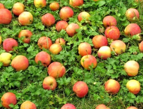 Čo robiť s opadanými jablkami? Použite ich na hnojivo pre ríbezle, maliny, egreše a hortenzie