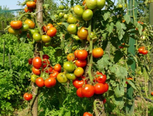 Často na to zabúdame. Preto sú paradajky nechutné a rýchlejšie sa kazia.