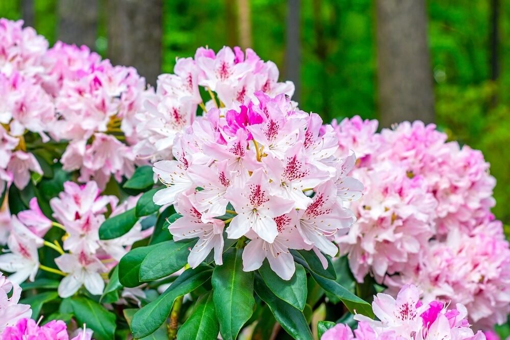 Rododendron nechce kvitnúť? Sused záhradník mi poradil zásadu „čo je veľa, to je nezdravé“